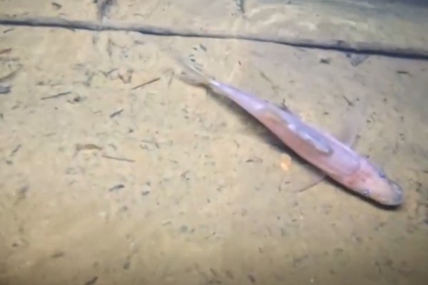 大眼金线鲃是什么鱼？