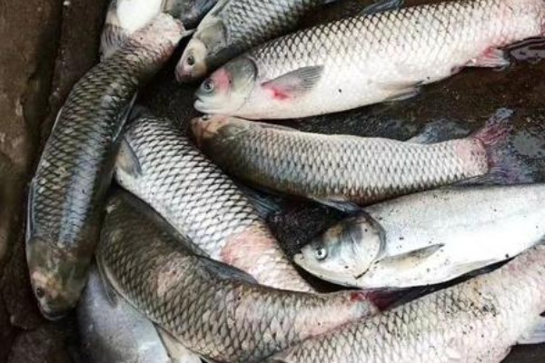 尖头金线鲃是什么鱼？