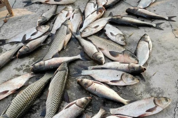 尖头金线鲃是什么鱼？