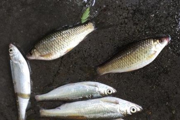 尖头金线鲃是什么鱼？