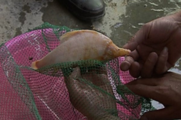 小眼金线鲃是什么鱼？