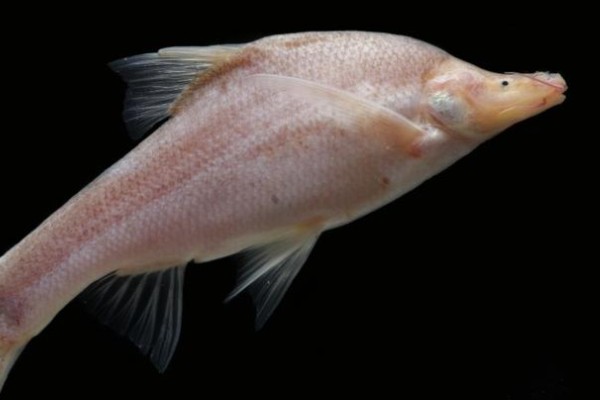 小眼金线鲃是什么鱼？