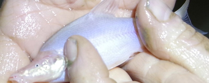 小眼金线鲃是什么鱼？