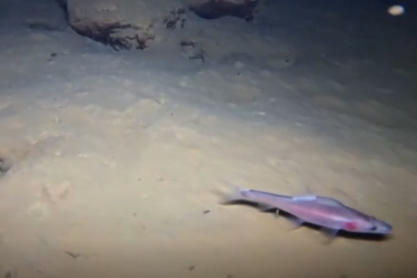 大眼金线鲃是什么鱼？