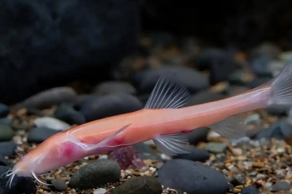 大眼金线鲃是什么鱼？