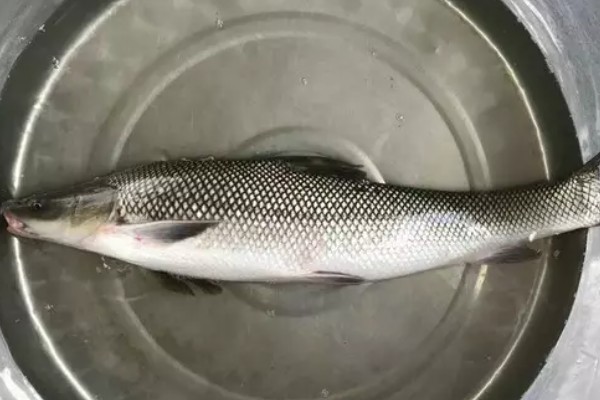 大鳞金线鲃是什么鱼？