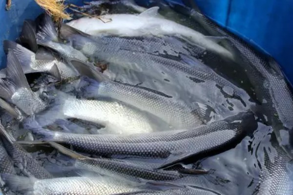 大鳞金线鲃是什么鱼？