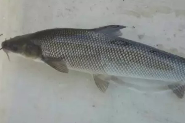 大鳞金线鲃是什么鱼？