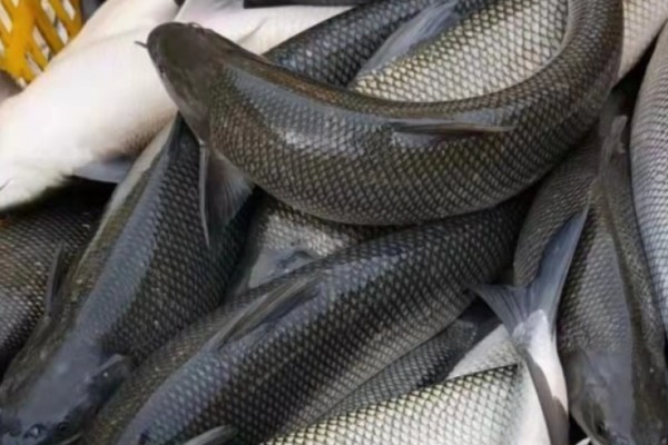 大鳞金线鲃是什么鱼？