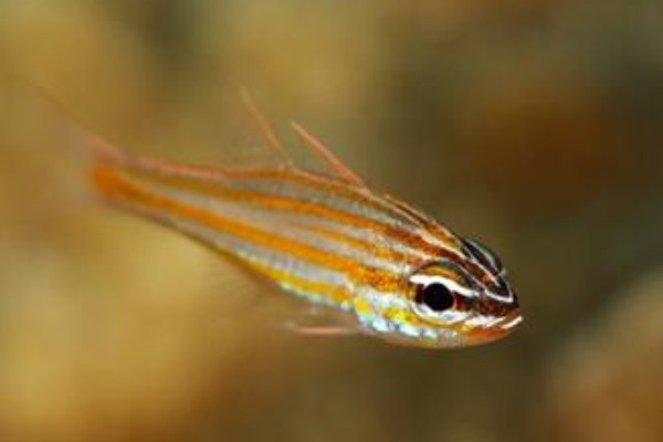 摩鹿加鹦竺鲷是什么鱼？