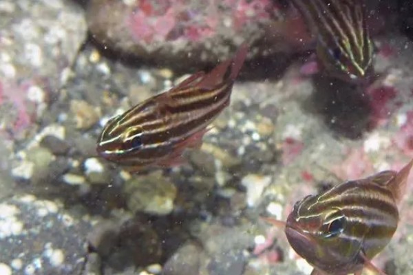 库氏天竺鲷是什么鱼？