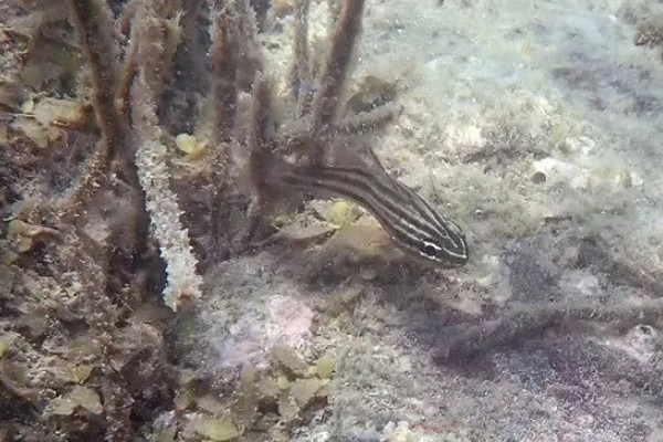 库氏天竺鲷是什么鱼？