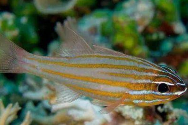 摩鹿加鹦竺鲷是什么鱼？