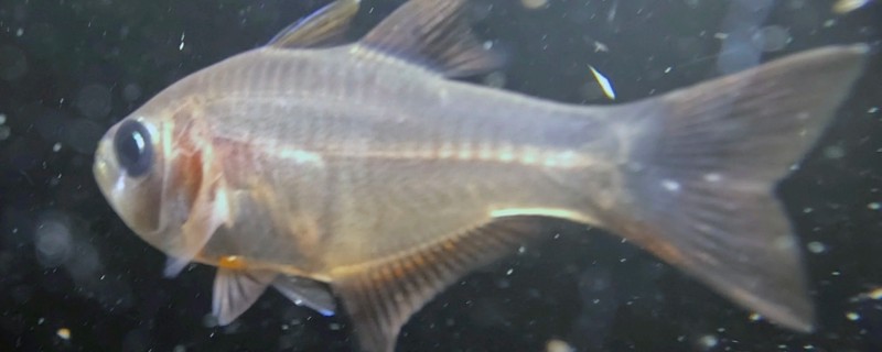 布氏长鳍天竺鲷是什么鱼？