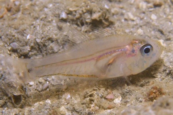 布氏长鳍天竺鲷是什么鱼？