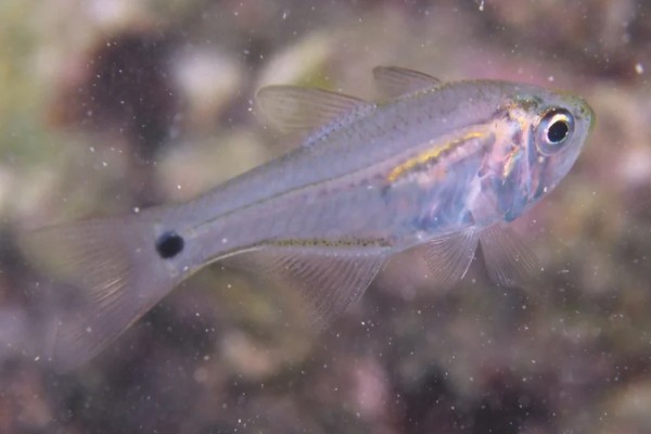 布氏长鳍天竺鲷是什么鱼？