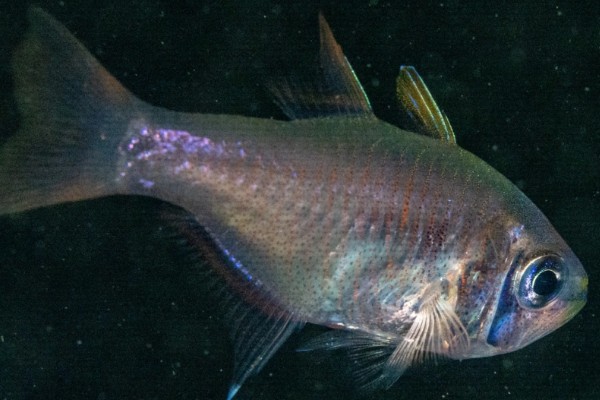 布氏长鳍天竺鲷是什么鱼？