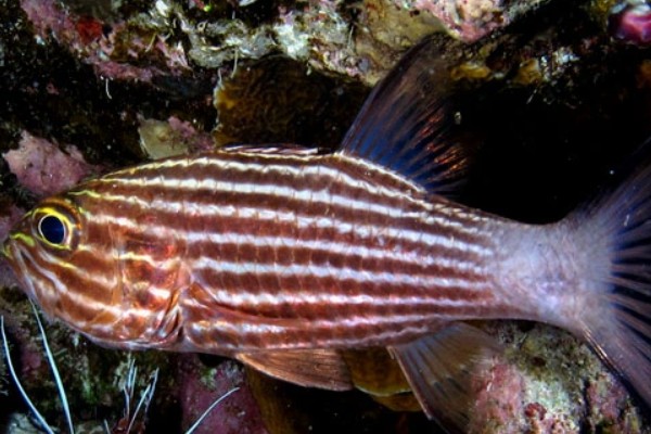 巨牙天竺鲷是什么鱼？