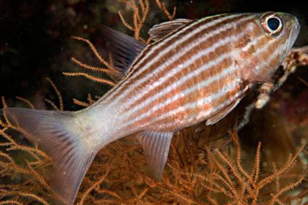 巨牙天竺鲷是什么鱼？