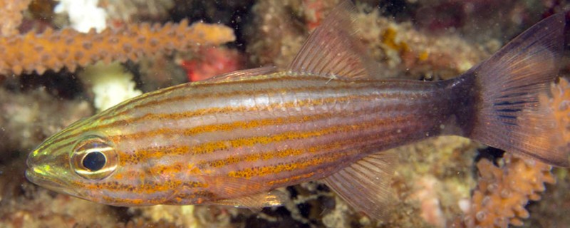 巨牙天竺鲷是什么鱼？