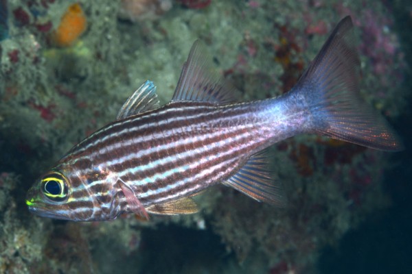 巨牙天竺鲷是什么鱼？