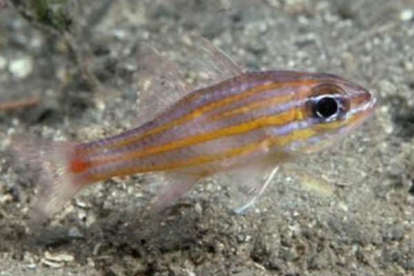 宽带天竺鲷是什么鱼？