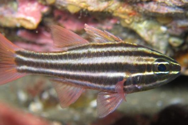 宽带天竺鲷是什么鱼？