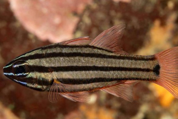 宽带天竺鲷是什么鱼？