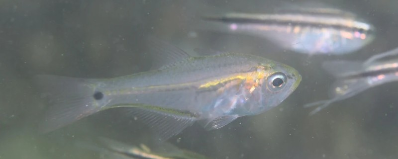 天竺鲷是什么鱼？