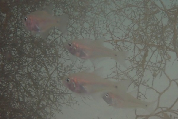 天竺鲷是什么鱼？