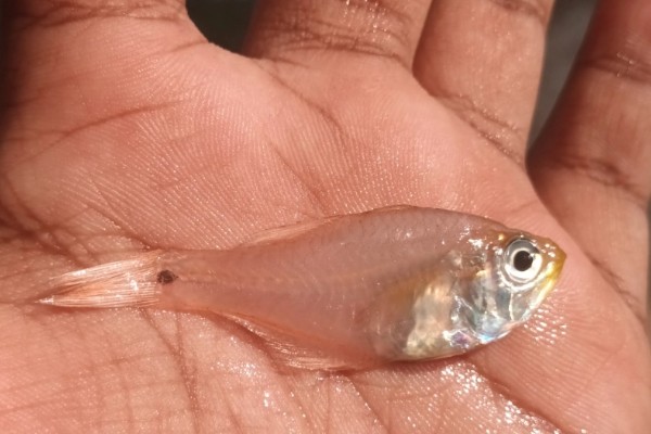 天竺鲷是什么鱼？