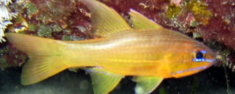 多带天竺鲷是什么鱼？