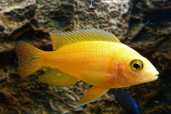 多带天竺鲷是什么鱼？