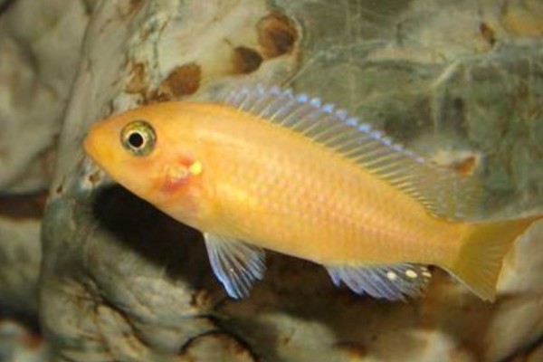 多带天竺鲷是什么鱼？