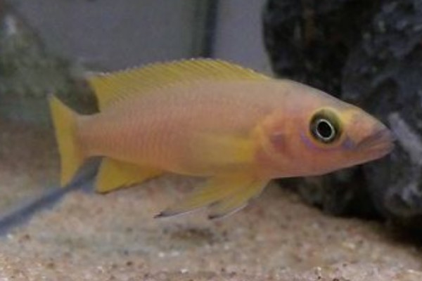 多带天竺鲷是什么鱼？