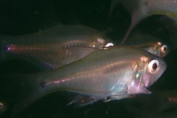 夏威夷天竺鱼是什么鱼？