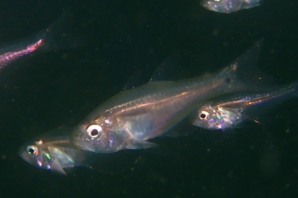 夏威夷天竺鱼是什么鱼？