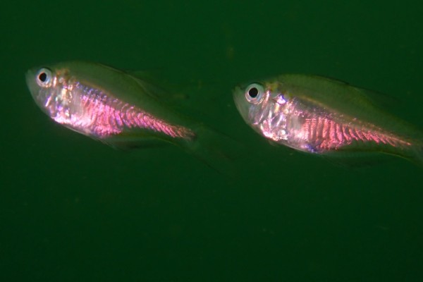 夏威夷天竺鱼是什么鱼？