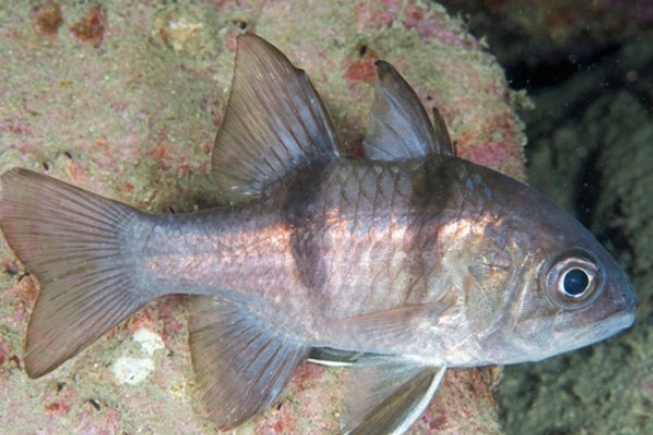 垂带似天竺鲷是什么鱼？