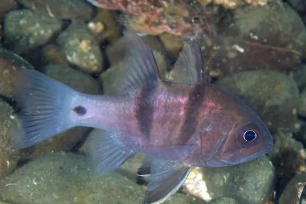 垂带似天竺鲷是什么鱼？