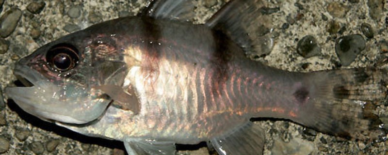 垂带似天竺鲷是什么鱼？