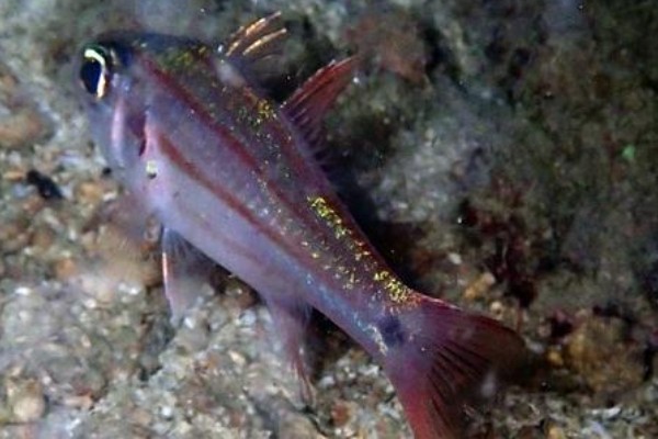 坚头天竺鲷是什么鱼？