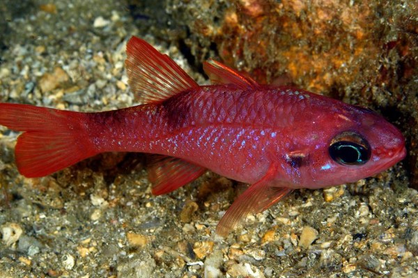 坚头天竺鲷是什么鱼？