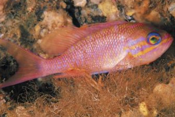 坚头天竺鲷是什么鱼？