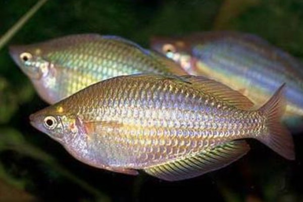 扁头天竺鲷是什么鱼？