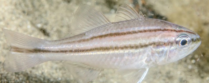 四线天竺鲷是什么鱼？