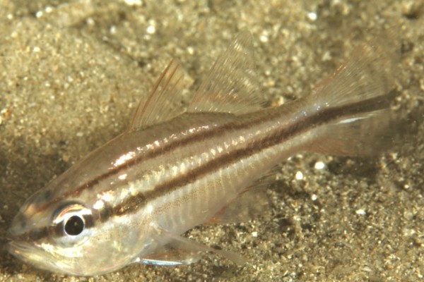 四线天竺鲷是什么鱼？