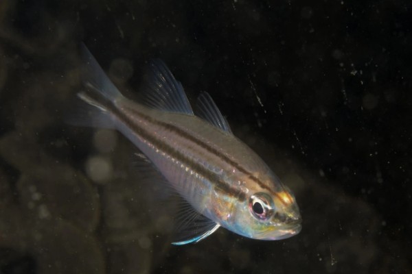 四线天竺鲷是什么鱼？