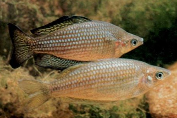 扁头天竺鲷是什么鱼？