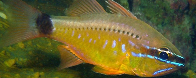 变色管竺鲷是什么鱼？